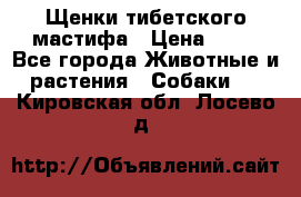 Щенки тибетского мастифа › Цена ­ 80 - Все города Животные и растения » Собаки   . Кировская обл.,Лосево д.